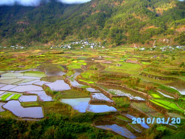 Sagada Rice Terraces