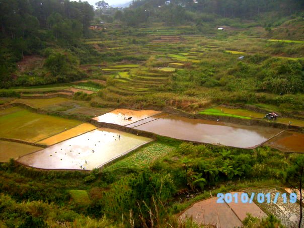 Sagada Rice